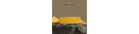 SUNNESCHII